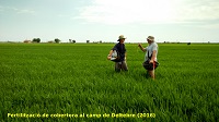 Fertilització de cobertora al camp de Deltebre (2016) 2