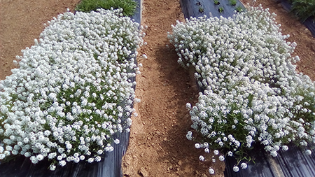 Avaluar marges de Lobularia maritima per millorar el control de Tuta absoluta en tomàquet (Coord. Judit Arnó, IRTA)