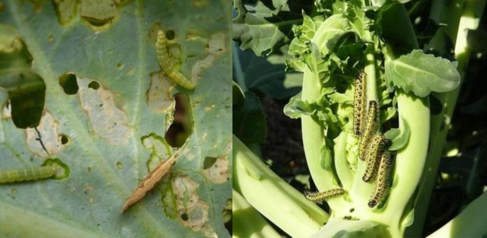 Erugues i adult de Plutella xylostella (a la dreta) i erugues de Pieris brassicae
			
			
				avis gener